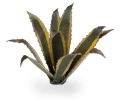 Gamers Grass: Laser Plants - Agave