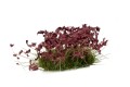 Gamers Grass: Dark Purple Flowers Tuft 