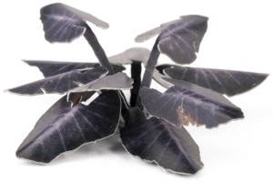 Gamers Grass: Black Magic Taro