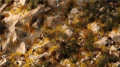 Gamers Grass: Golden Autumn Glade Basing Box