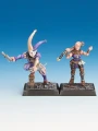 Battitora & Harlequin