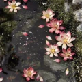 Laser Plants - Lotus Flower