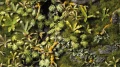 Gamers Grass: Basing Box - Jungle Floor